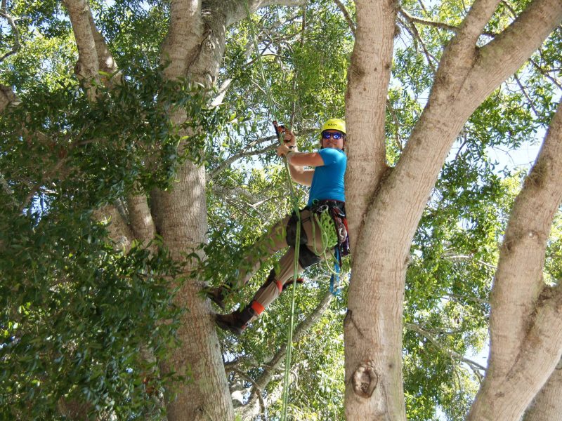 Simply Trees Arborist Tree Monkey! Simply Trees Arborist Tree Monkey!